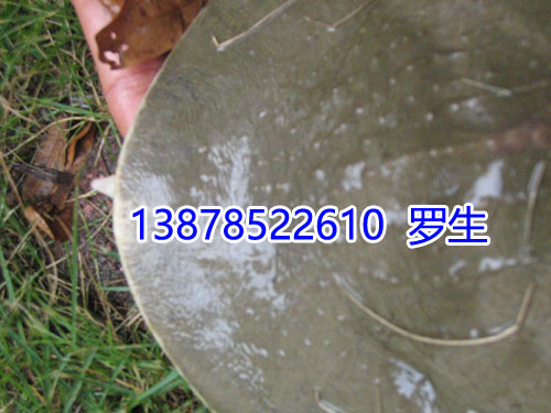 有谁知道黄沙鳖十分喜爱吃什么?
    