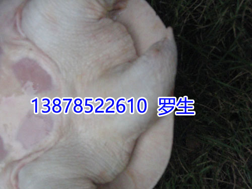 有谁知道黄沙鳖最喜爱吃什么?