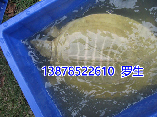 什么是黄沙鳖腐皮病以及黄沙鳖腐皮病防治方法