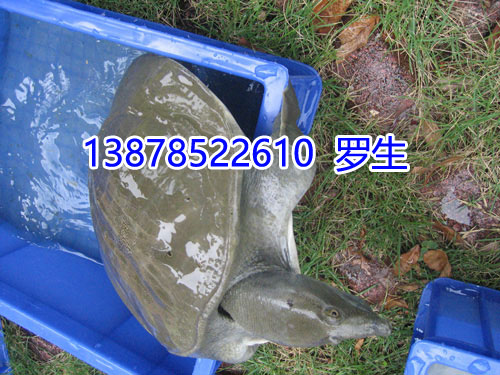 我想问一下黄沙鳖十分爱吃什么?
    