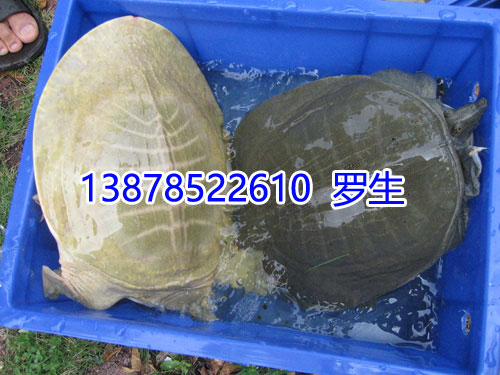众人好,我想问一下黄沙鳖吃什么?